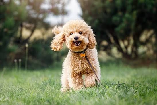 Poodle