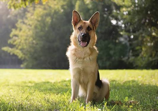 German Shepherd