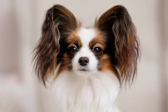 Papillon